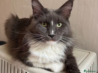 Maine Coon cats Beautiful Highly Proven Boy for Stud in Swadlincote - Advert 5