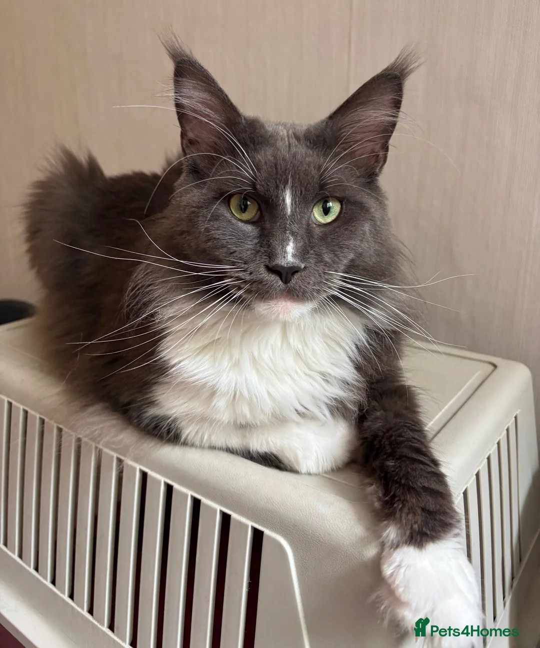 Maine Coon cats for stud: Beautiful Highly Proven Boy for Stud in Swadlincote - Advert 1