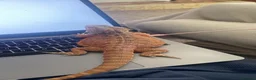 Bearded Dragon reptiles for sale: red leatherback transparent bearded dragon  - Advert 1