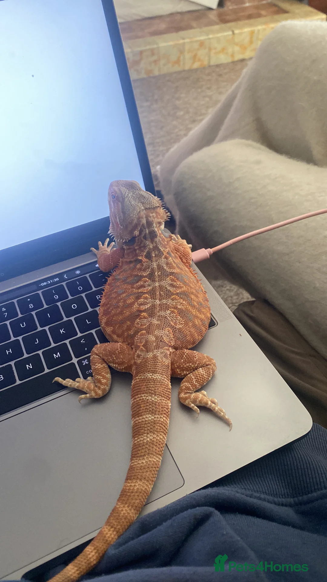 Bearded Dragon reptiles for sale: red leatherback transparent bearded dragon  - Advert 1