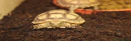 Tortoise reptiles for sale: BABY SULCATAS & SET UPS! - Advert 10