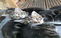 Mixed Breed cats for sale: Cute Kittens for sale (ASAP) - Image 9
