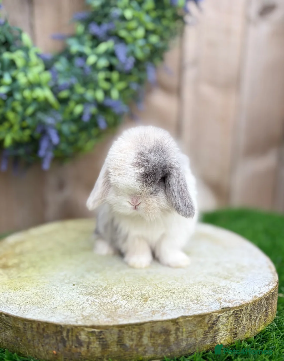 Mini Lop rabbits for sale: ⭐️ QUALITY FRIENDLY BABY MINI LOPS ⭐️ - Advert 2