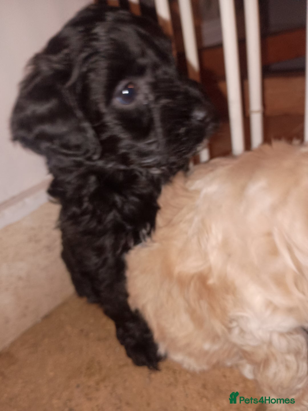 Toy Poodle dogs for sale: Toy poodle puppies  - Advert 11