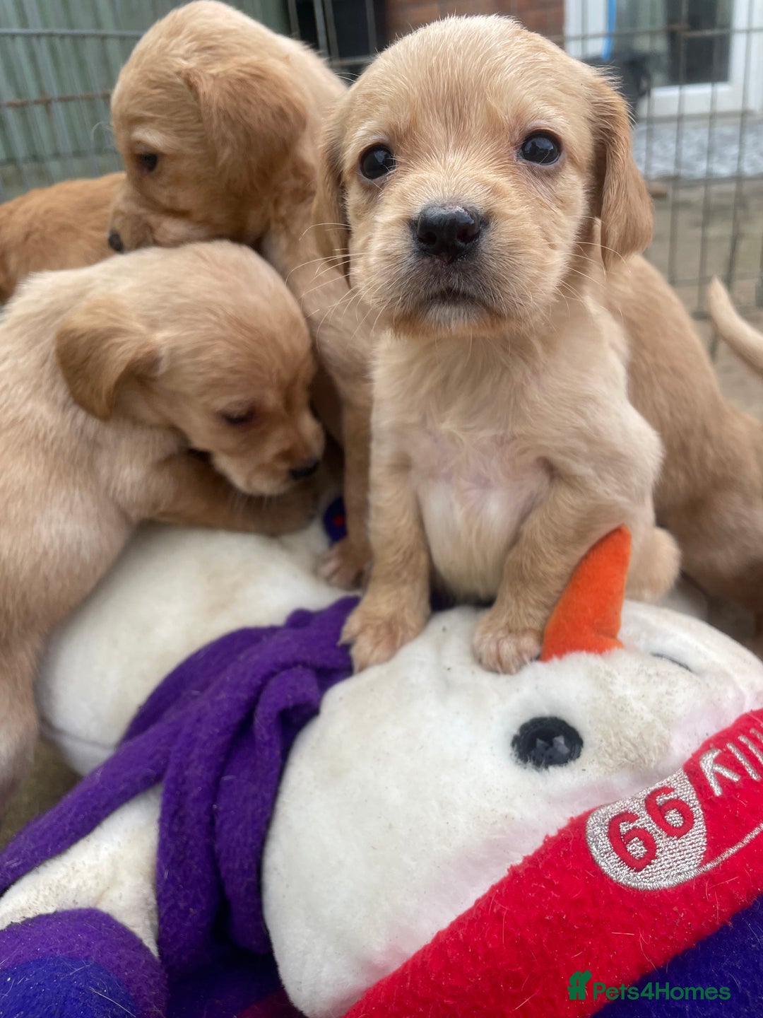 Cockerdor dogs for sale: Labrador X Cocker Pups  - Image 3