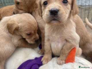 Cockerdor dogs Labrador X Cocker Pups - Advert 14