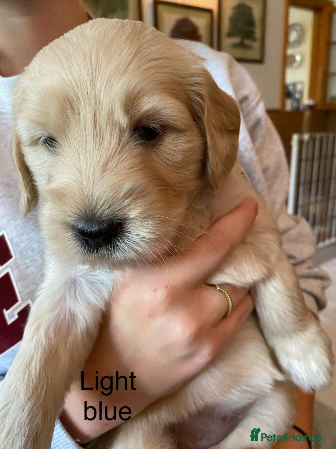 Goldendoodle dogs for sale: Golden doodle puppies ready 12th September  - Image 16