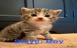 Persian cats for sale: Dollface Persian kittens - Image 1