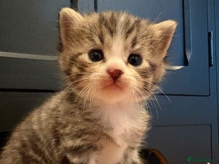 Persian cats for sale - Advert 1