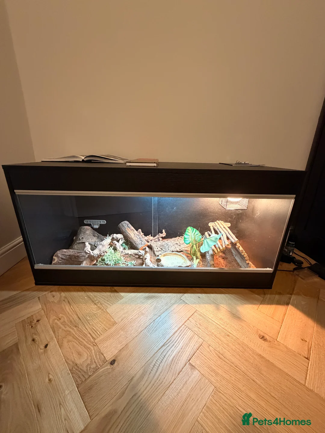 Corn Snake reptiles for sale: Friendly Corn Snake and full set up - Advert 2