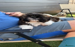 Shih Tzu dogs for sale: Hi my name is Jack and I need my forever home. - Image 4