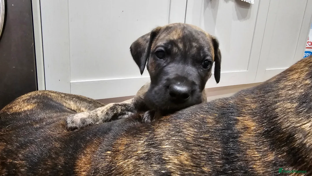 Great Dane dogs for sale: ONLY 1 LEFT Stunning Brindle Male Great Dane Pup - Advert 7