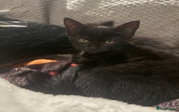 Domestic Shorthair cats for sale: 2 female kittens  - Image 6