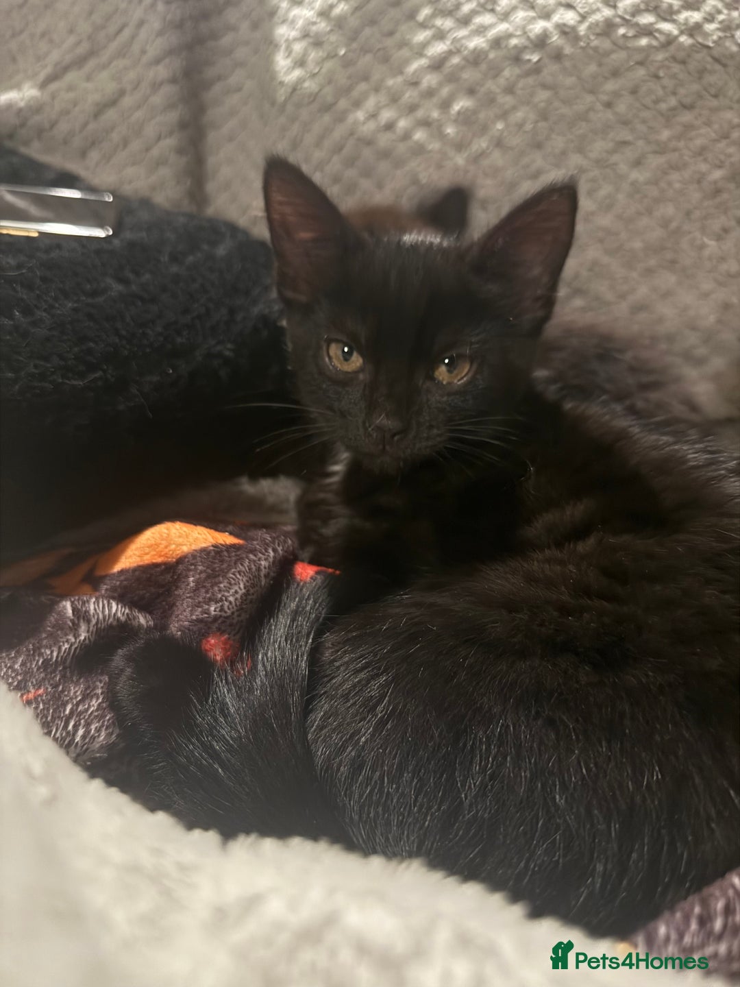 Domestic Shorthair cats for sale: 2 female kittens  - Image 6