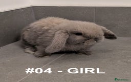 Mini Lop rabbits for sale: Exceptional Mini-Lops. Collect from: 25th October - Image 13