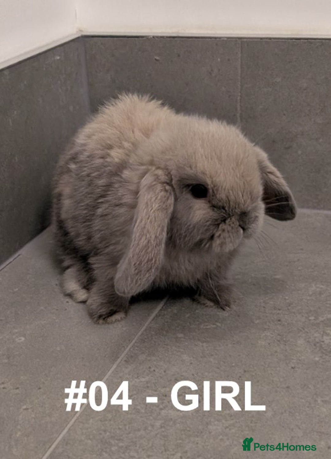 Mini Lop rabbits for sale: Exceptional Mini-Lops. Collect from: 25th October - Image 13