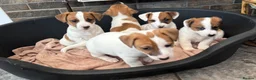 Jack Russell dogs for sale: Traditional Jack Russell Puppies for Sale - Advert 14