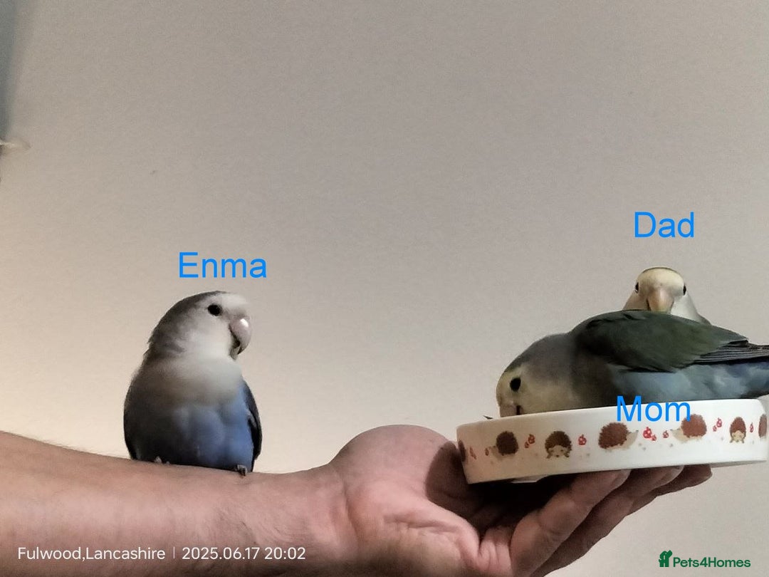 Lovebirds birds for sale: Tales of Cinder, Bobo, Soul & Enma - Image 10