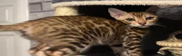 Bengal cats for sale: Beautiful Bengal kittens for loving homes. - Advert 9