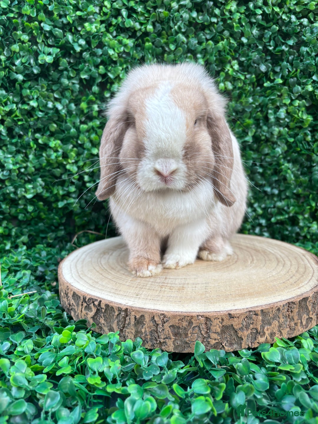 Mini Lop rabbits for sale: Mini lop babies 🌟 in Hartlepool - Image 21