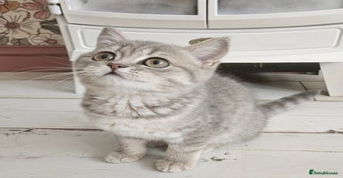 British Shorthair cats for sale in Milton Keynes - Advert 2