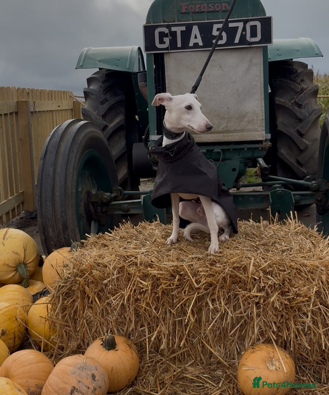 Italian Greyhound dogs for stud: MR RALPH AT STUD ( HEALTH TESTED ) - Advert 14