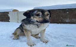 Mixed Breed dogs for adoption: Arthur is looking for a very special home - Image 9