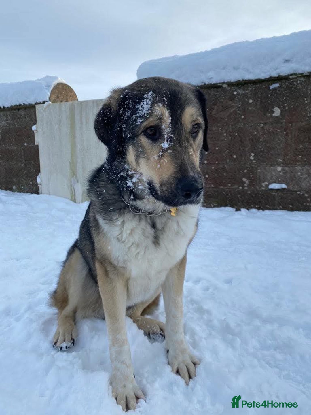 Mixed Breed dogs for adoption: Arthur is looking for a very special home - Image 9