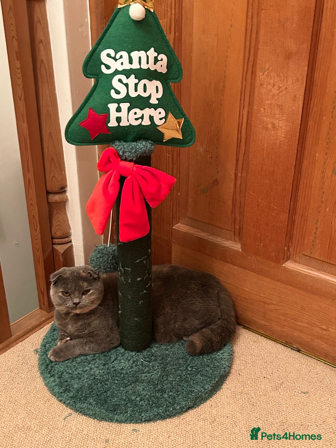 Scottish Fold cats for sale: 🩷Scottish fold kitten One Available 🩷 - Advert 4