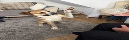 Mixed Breed dogs for sale: Buddy needs a new home  - Advert 3