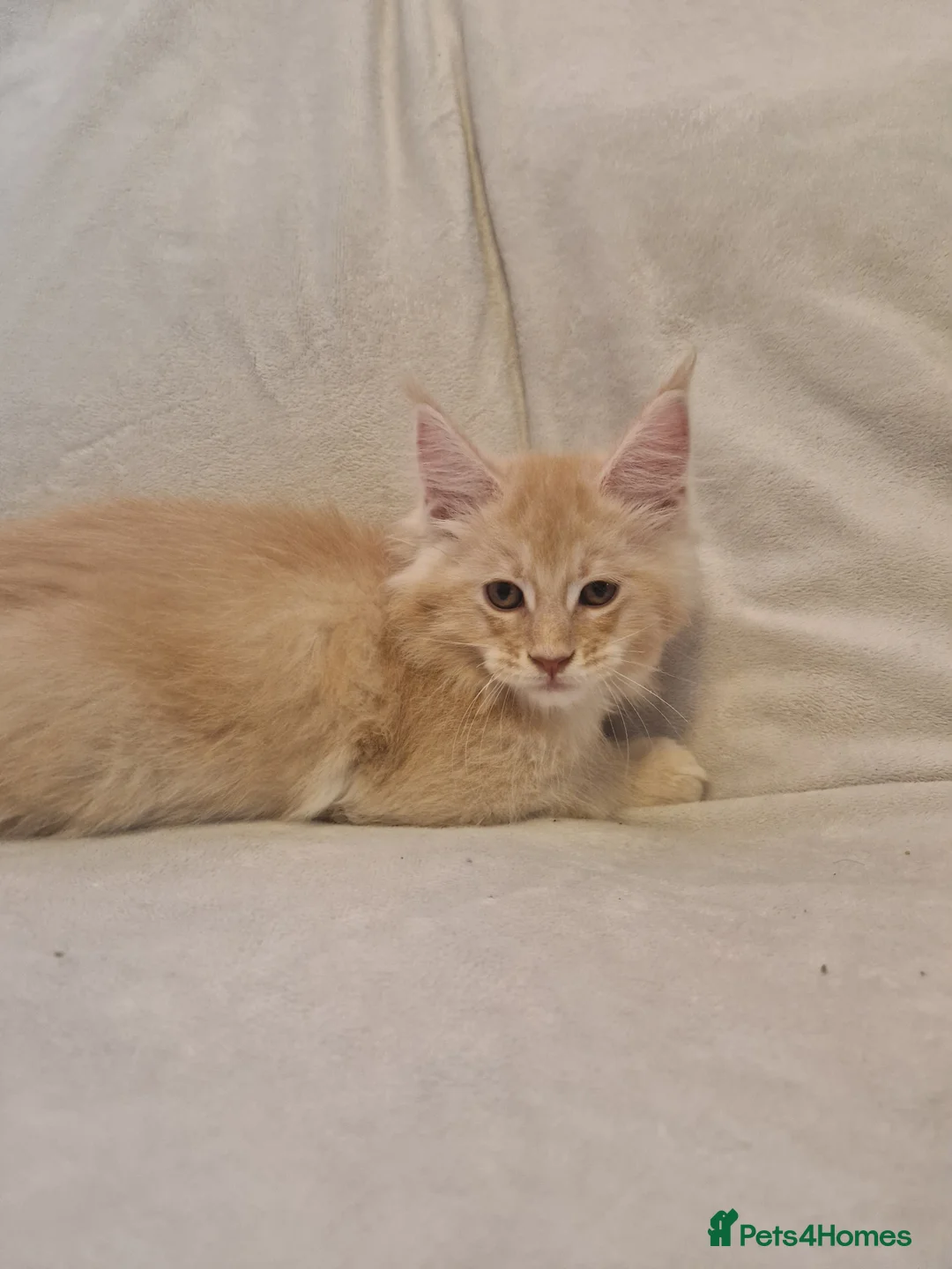 Maine Coon cats for sale: Maine Coon kittens - Advert 12
