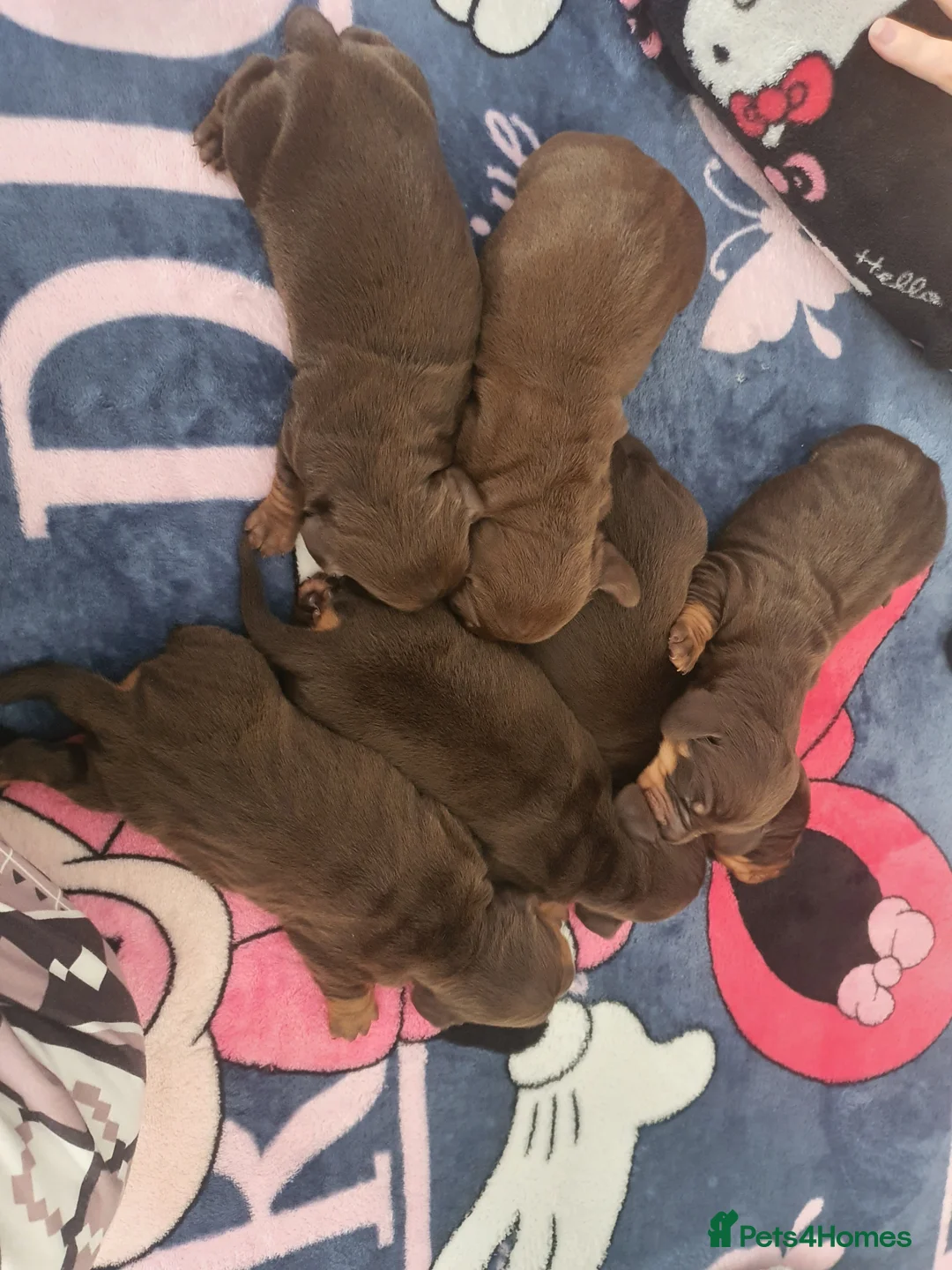 Dachshund dogs for sale: For sale good familly  - Advert 2