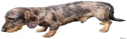 Miniature Dachshund dogs for stud: KC Teckel Merle Wirehaired Stud  - Advert 3