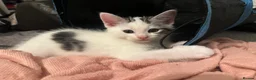 Ragdoll cats for sale: Beautiful Ragdoll Mix Kittens –  Litter Ready Soon in Nottingham - Advert 19