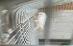 Budgerigars birds for sale: Budgies need gone  - Image 4