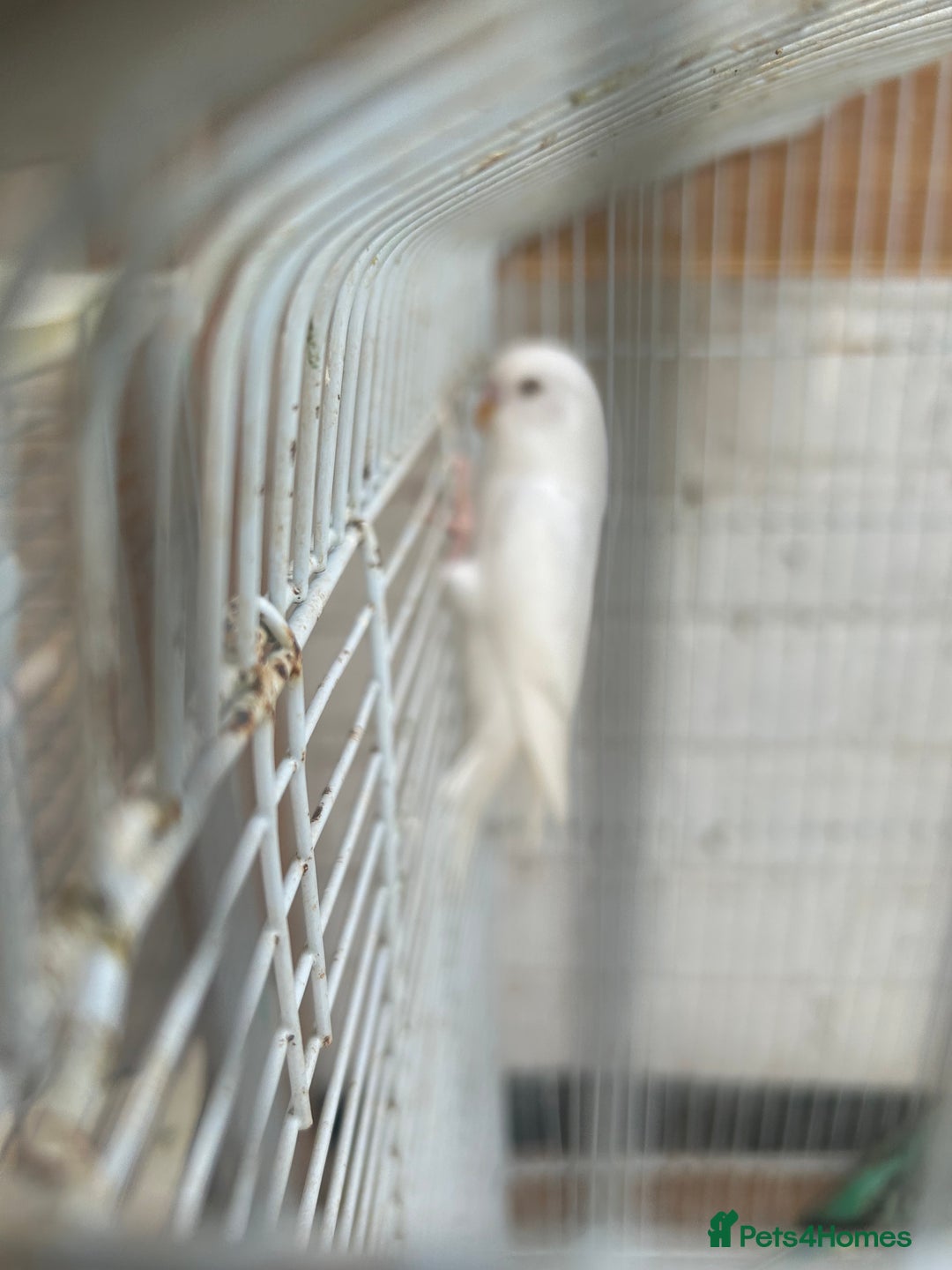 Budgerigars birds for sale: Budgies need gone  - Image 4