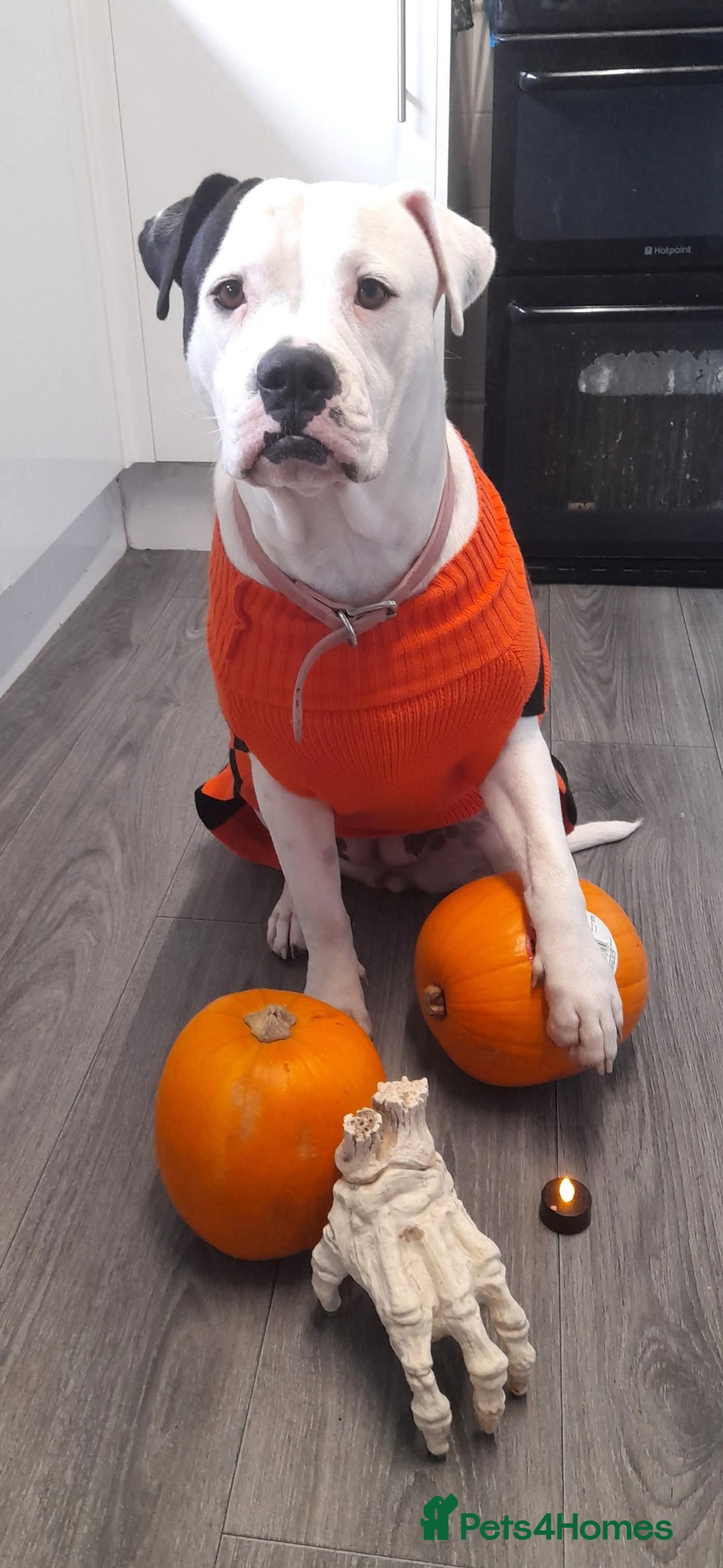 Alapaha Blue Blood Bulldog dogs for stud: Bitch looking for stud - Advert 10