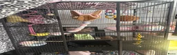 Sugar Glider rodents for sale: Sugar glider with cage  - Advert 1