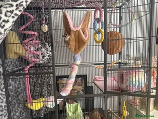 Sugar Glider rodents Sugar glider with cage - Advert 1