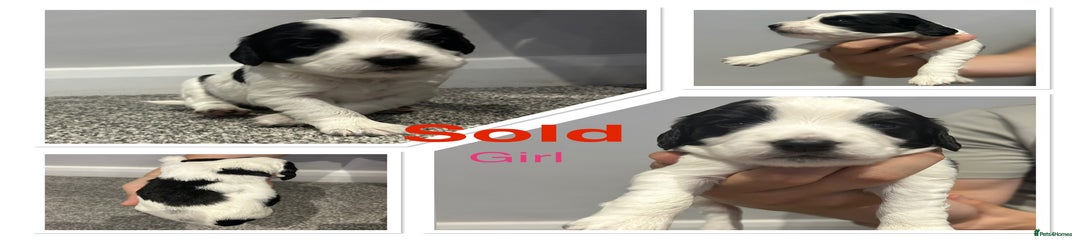 Girl White & Black