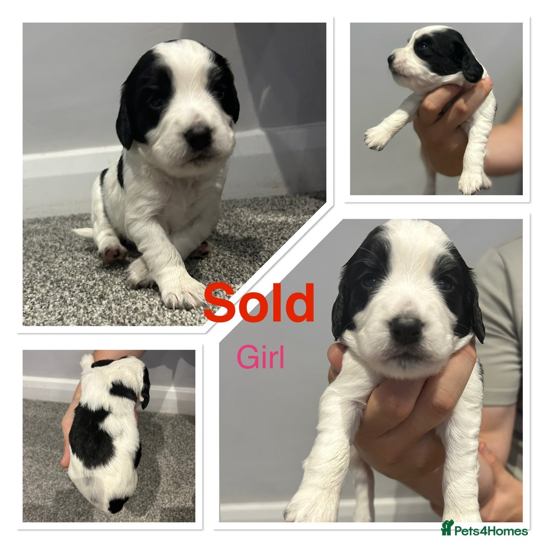 Cocker Spaniel dogs for sale: KC Working Cocker Spaniel Puppies - Image 6
