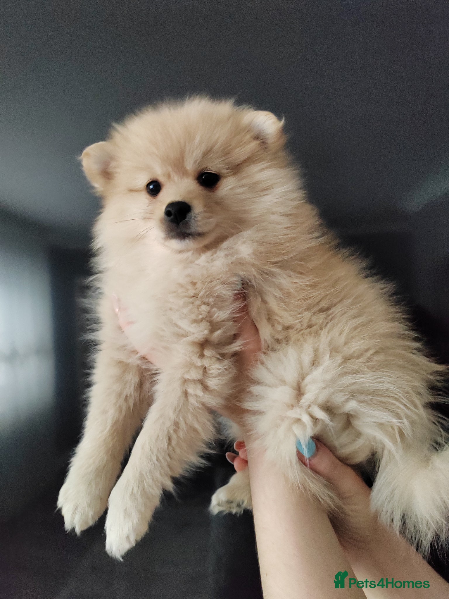Pomeranian dogs FINAL SALE!! Fluffy POMERANIANS for SALE - Advert 6