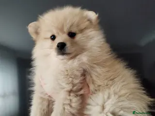Pomeranian dogs FINAL SALE!! Fluffy POMERANIANS for SALE - Advert 6