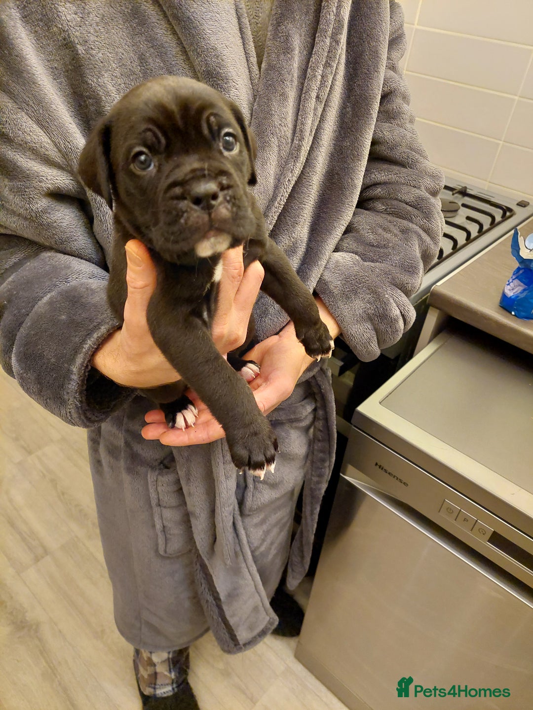 Mixed Breed dogs for sale: Cane Corso cross American bulldog puppy's  - Advert 28