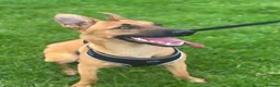 Belgian Shepherd Dog dogs for adoption: Belgian Malinois  - Advert 1