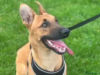 Belgian Shepherd Dog dogs Belgian Malinois - Advert 18