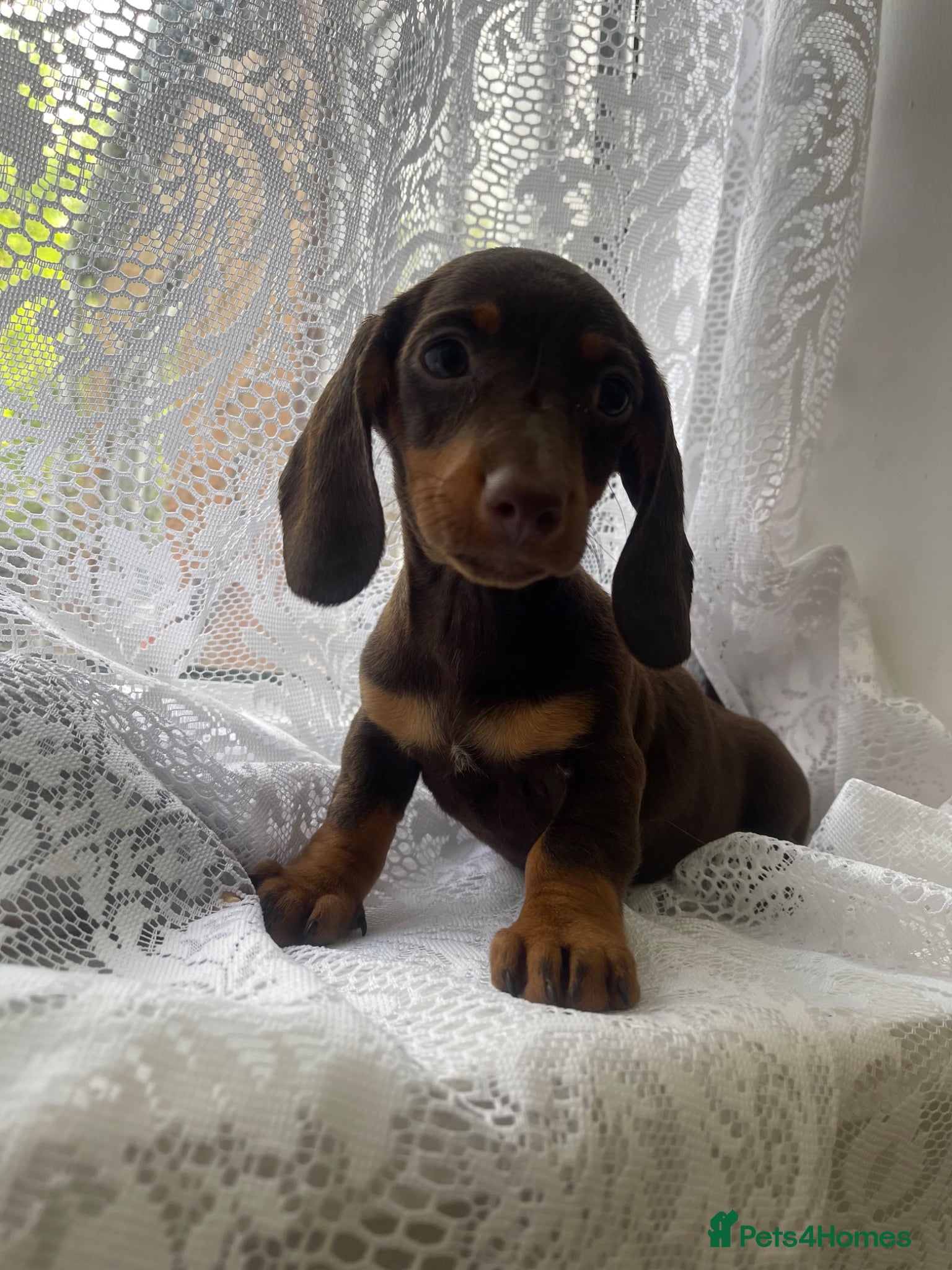 Miniature Dachshund dogs Girl left Miniature Dachund puppies - Advert 4