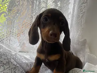 Miniature Dachshund dogs Girl left Miniature Dachund puppies - Advert 4