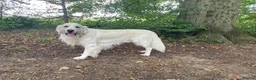 Golden Retriever dogs for sale: KC reg Golden retriever puppies 5* licence - Advert 8