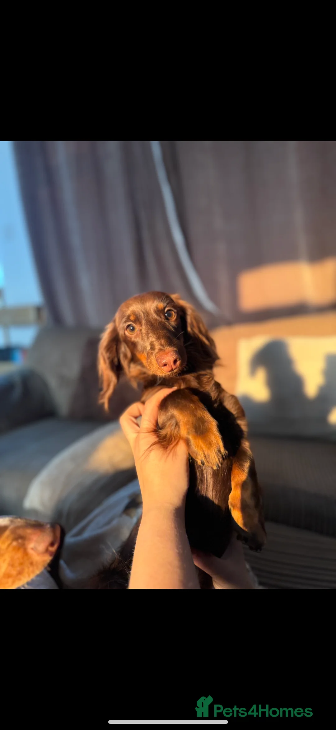 Miniature Dachshund dogs for sale: Mini Daschunds  - Advert 4